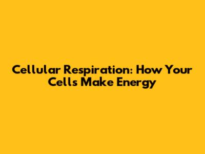 Cellular Respiration: How Your Cells Make Energy