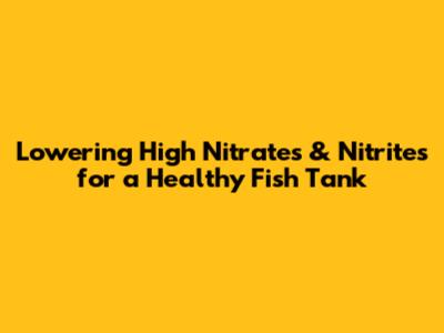 Lowering High Nitrates & Nitrites for a Healthy Fish Tank
