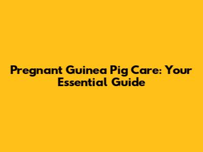 Pregnant Guinea Pig Care: Your Essential Guide