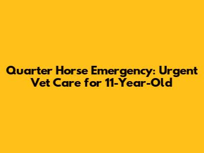 Quarter Horse Emergency: Urgent Vet Care for 11-Year-Old