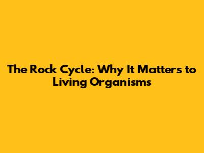 The Rock Cycle: Why It Matters to Living Organisms