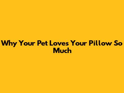 Why Your Pet Loves Your Pillow So Much